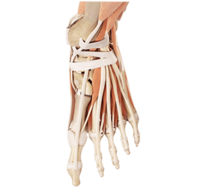 london orthopaedist foot and ankle treatments