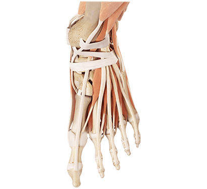 london orthopaedist foot and ankle treatments